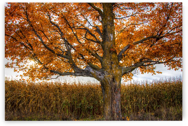Flaming tree by Eden Remme Watt