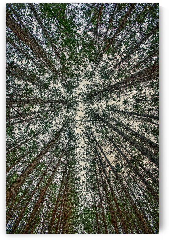 02 Look Up by Eden Remme Watt