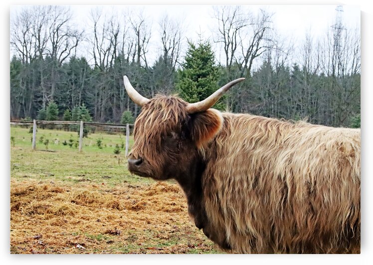 Highland Coo by Deb Oppermann