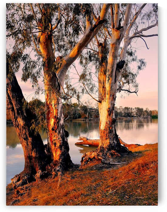 Murray River Gums by Lexa Harpell