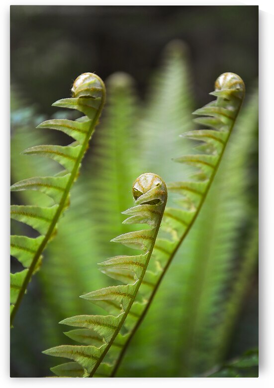 Young ferns in a forest New Zealand by DELPHIMAGES
