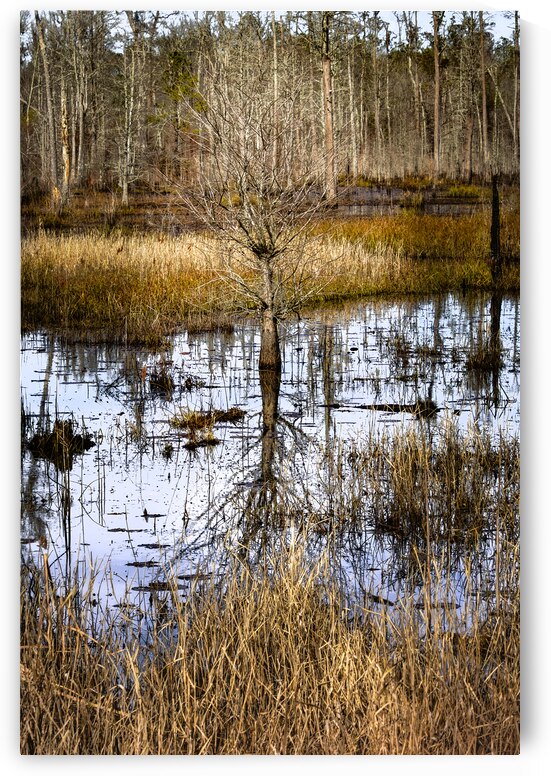 South Carolina Cypress Wetlands by Norma Brandsberg Photography