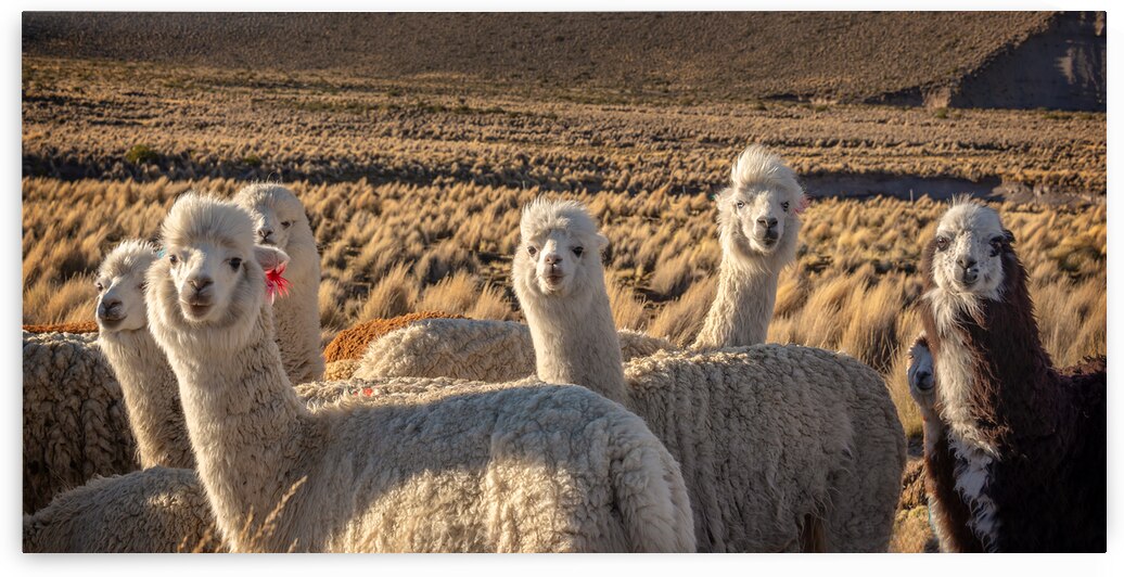 Cute and curious alpacas by DELPHIMAGES