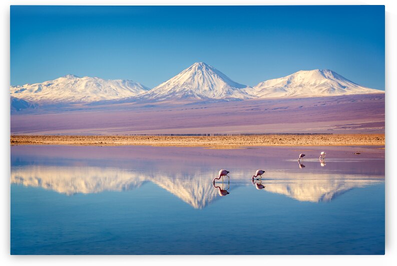 Andean flamingos in Atacama salar Chile by DELPHIMAGES
