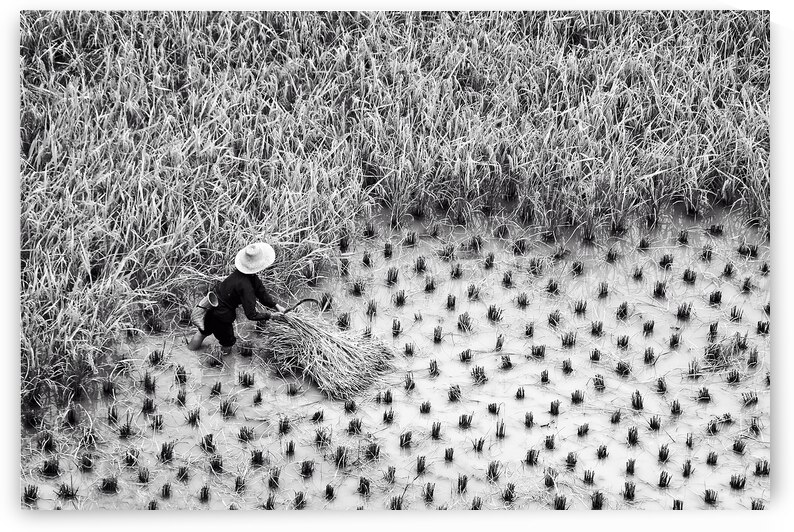 Rice harvest scene in China black and white by DELPHIMAGES