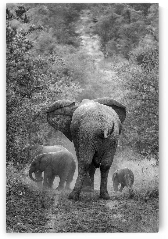 Family of elephants South Africa by DELPHIMAGES