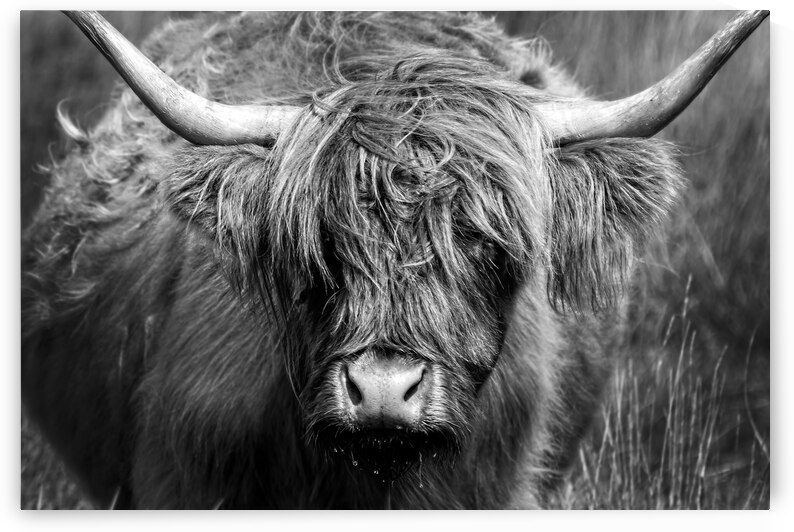 Highland cow black and white portrait by DELPHIMAGES
