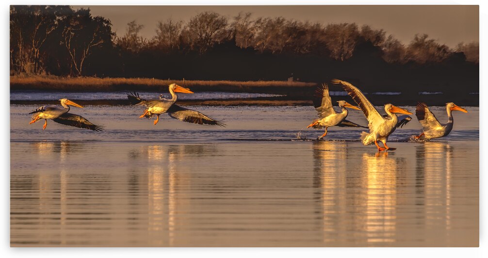 White Pelicans Walking on Water by Norma Brandsberg Photography