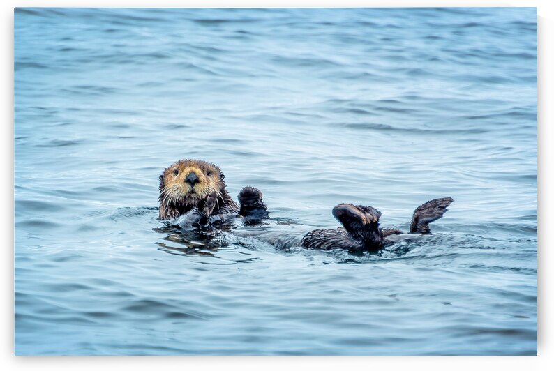 Sea otter naptime by DELPHIMAGES
