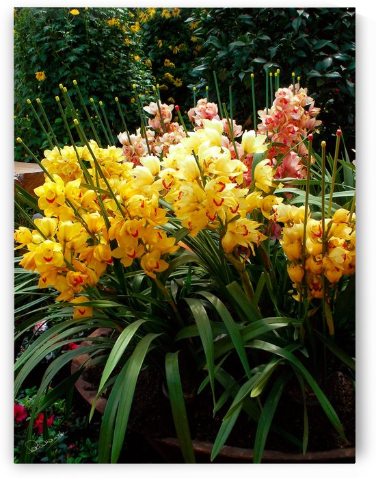 Yellow Orchid Cluster by Shadow and Form