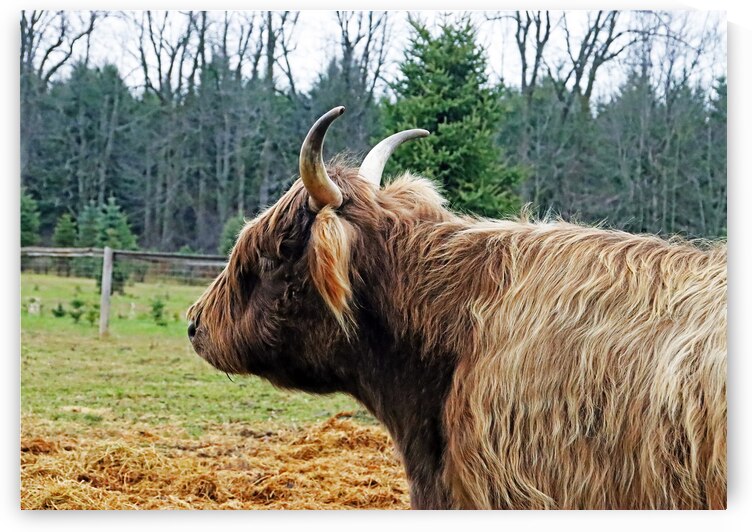 Heilan Coo by Deb Oppermann
