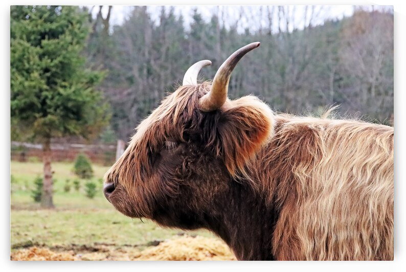 Highland Cow Portrait by Deb Oppermann