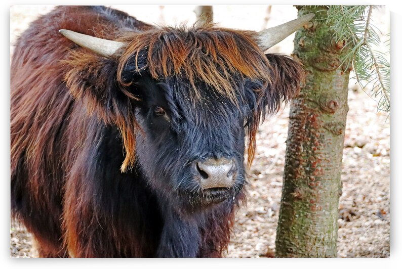 Young Highland Cow Portrait by Deb Oppermann