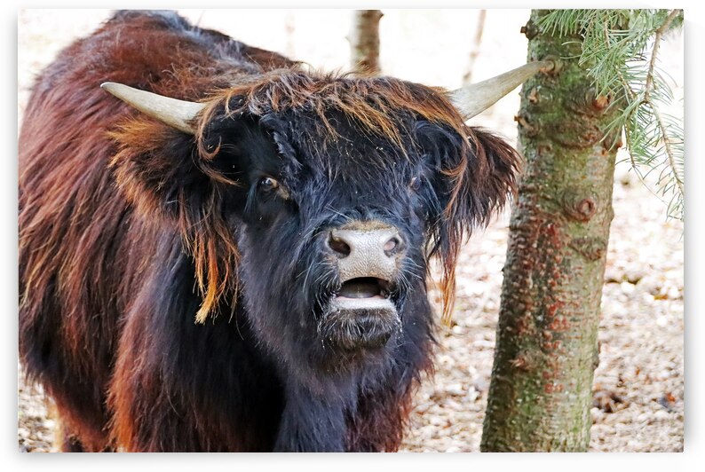 Moo by Deb Oppermann