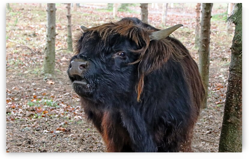 Moo I by Deb Oppermann