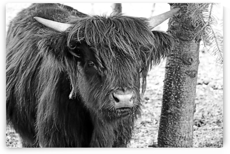 Young Highland Cow Portrait Black And White by Deb Oppermann
