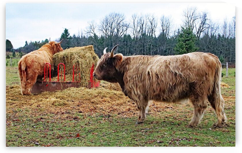Straw For The Highland Cows by Deb Oppermann