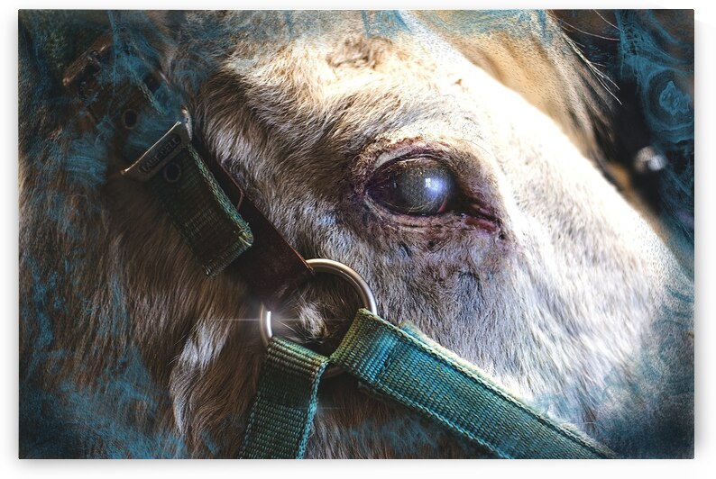 Horse Eye View by HotrodRiley