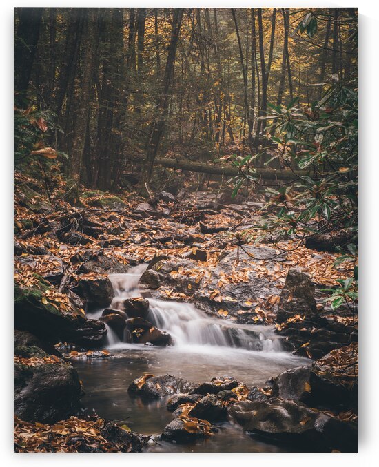 Buck Mountain Creek and Forest Autumn by Jason Fink