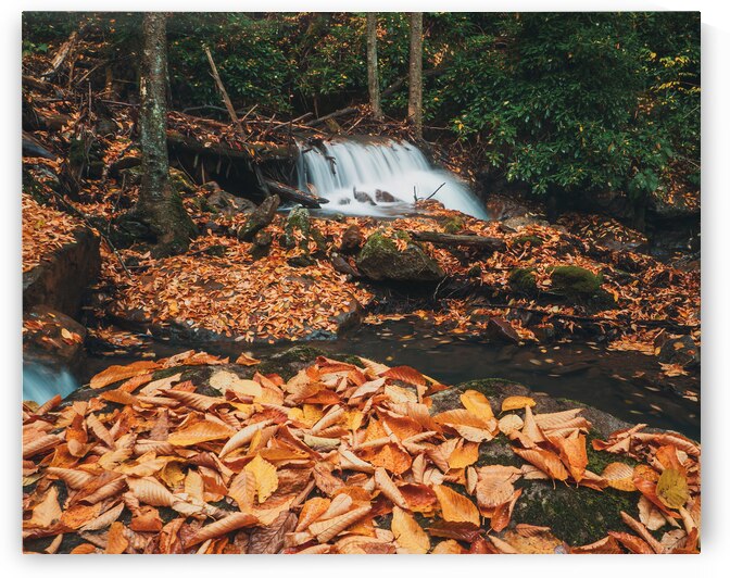 Autumn Elm Leaves on Buck Mountain Creek by Jason Fink