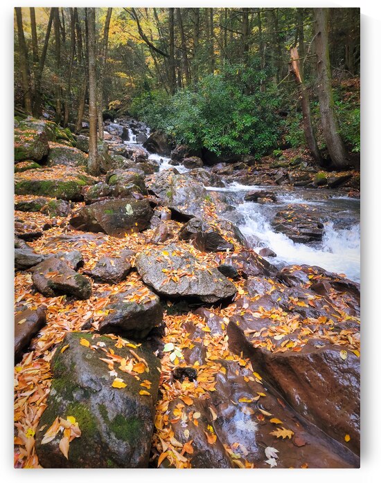 Buck Mountain Creek Wet Autumn by Jason Fink