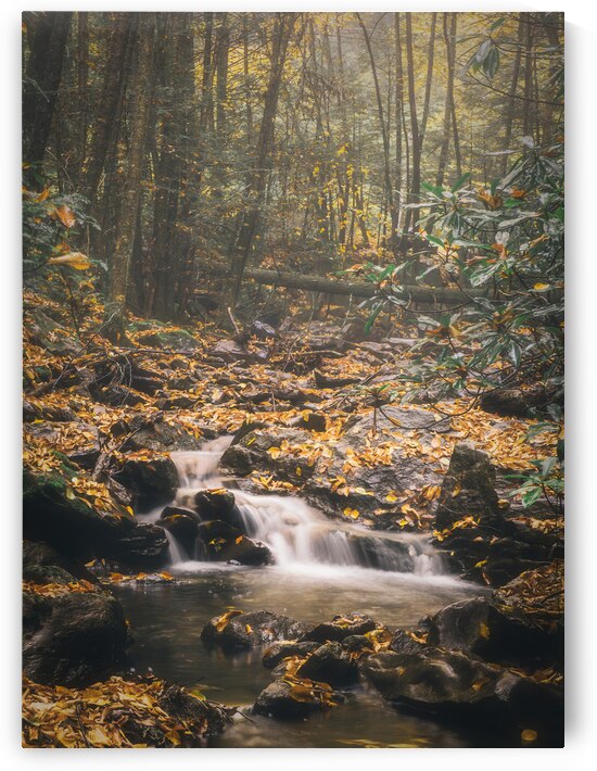 Deep Autumn Woods Buck Mountain Creek by Jason Fink
