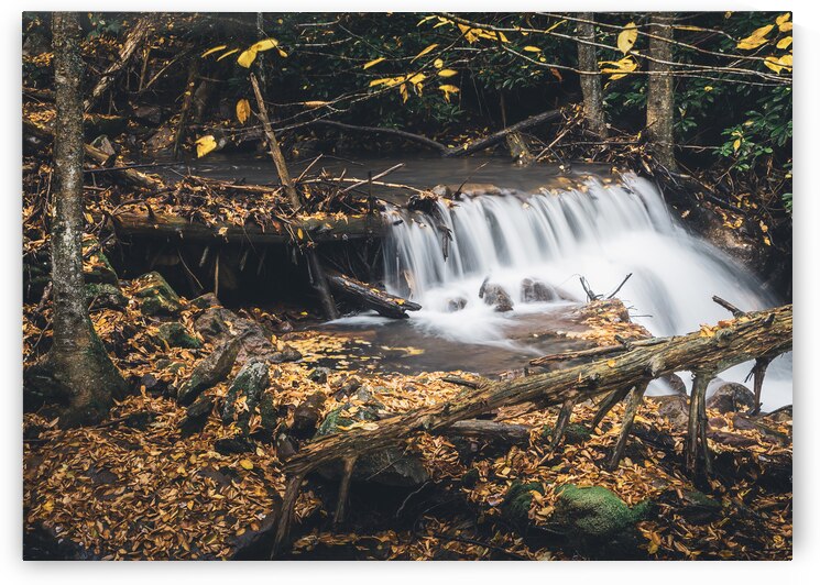 Buck Mountain Creek Foliage and Timber by Jason Fink