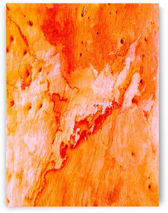 Salmon Bark by Lexa Harpell