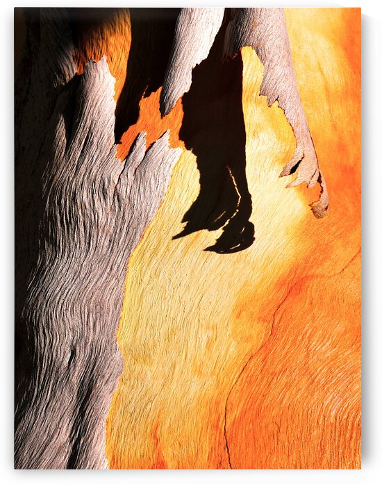 Salmon Bark Peeling by Lexa Harpell