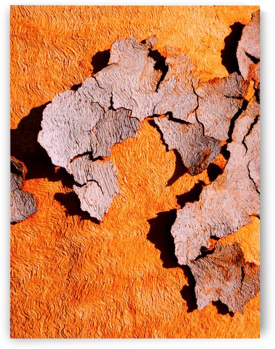 Salmon Bark Peeling 2 by Lexa Harpell