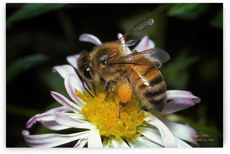 Honey Bee on Aster by Gene Killion 1980  by Mark Killion
