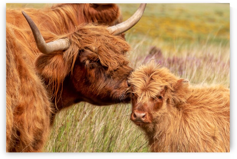 Highland cow and baby calf portrait by DELPHIMAGES