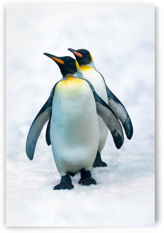Double penguin by DELPHIMAGES