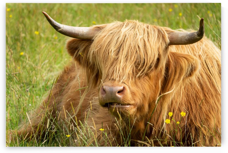 Lying Highland cow by DELPHIMAGES