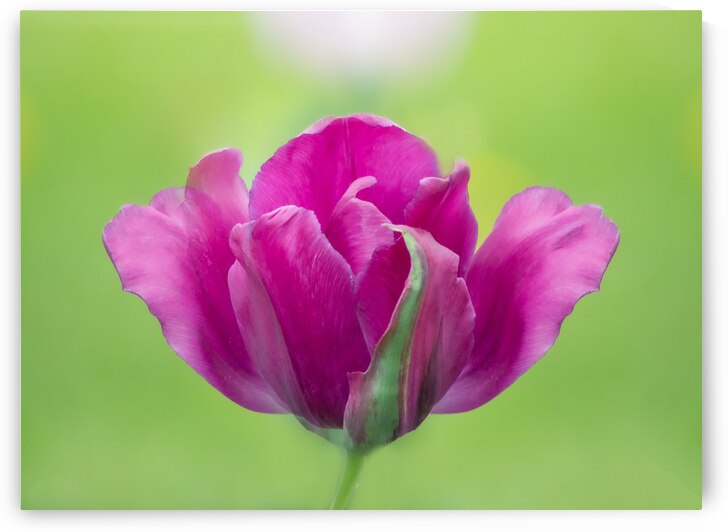 Pink Tulip by Joan Han