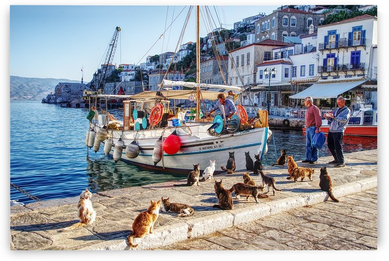 Cats smelling fish by girouArd