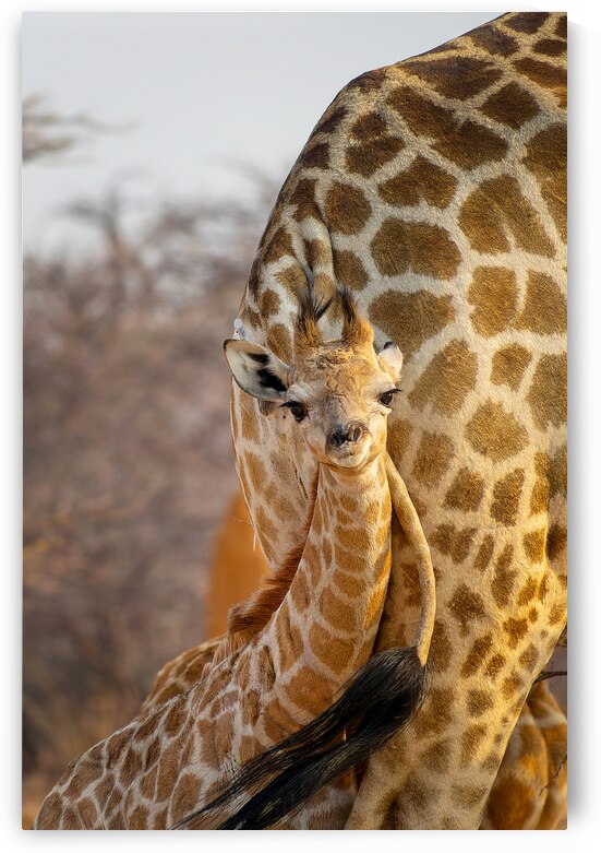 Adorable baby giraffe portrait by DELPHIMAGES