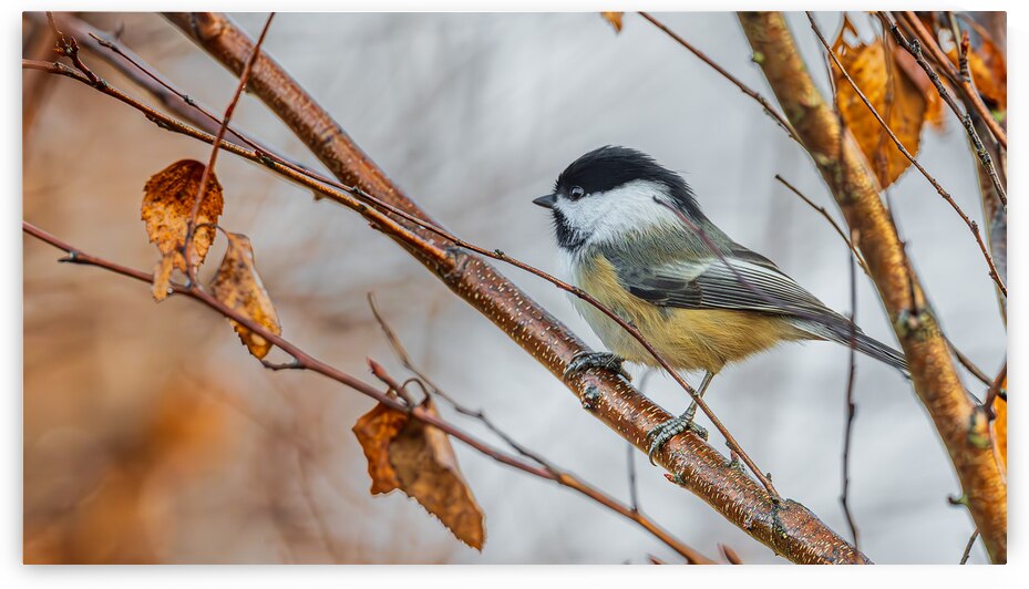 Chickadee in River Birch by Joe Riederer