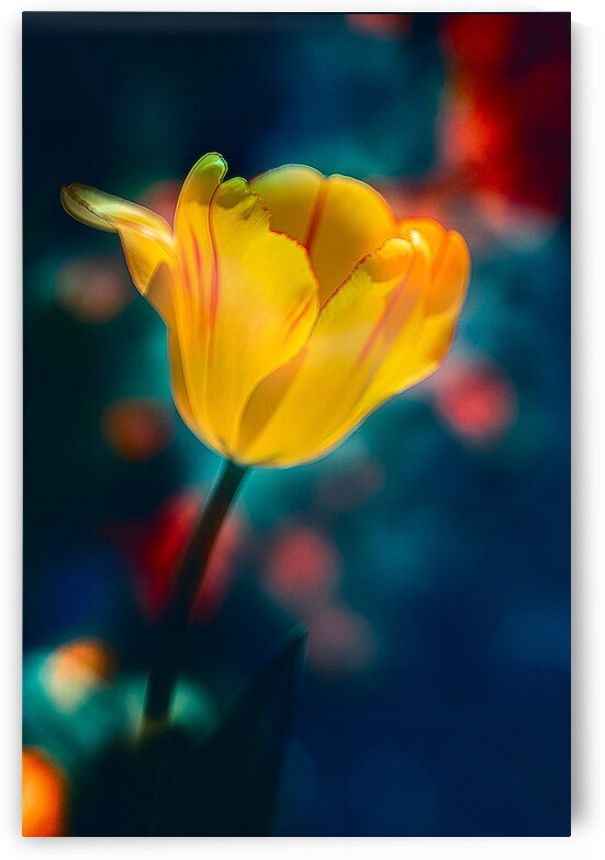 Yellow and Red Tulip  by Joan Han