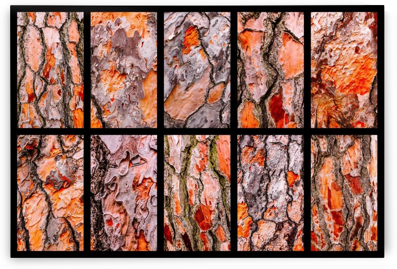 Pine Tree Bark Montage by Lexa Harpell