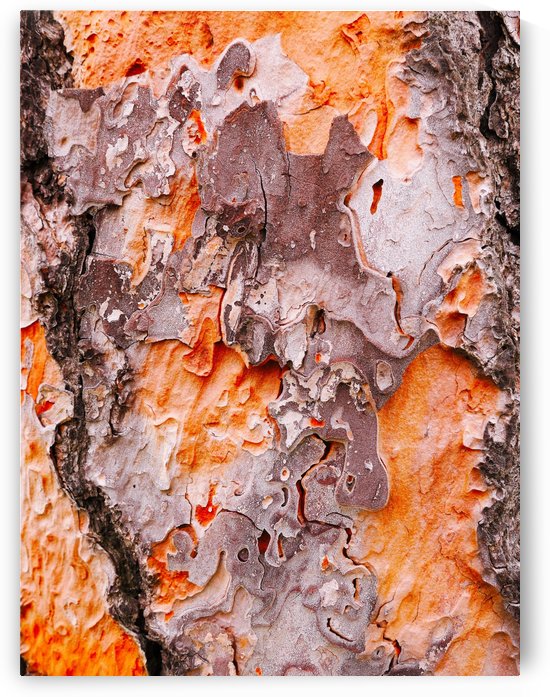 Pine Tree Bark by Lexa Harpell