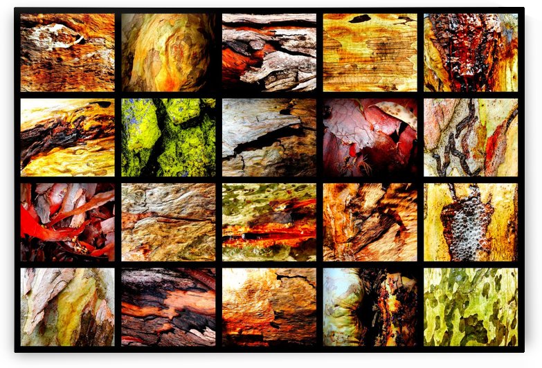 Wet Tree Bark Montage by Lexa Harpell