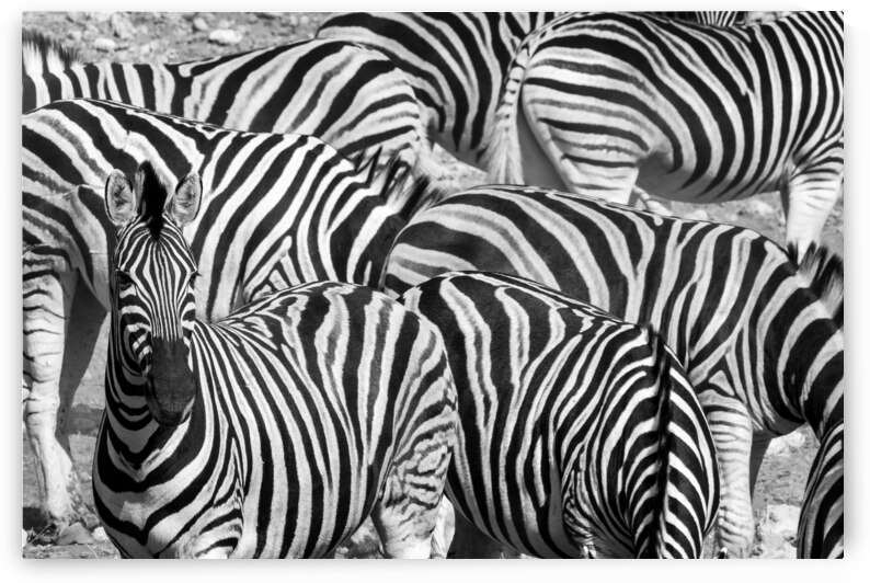 Abstract zebra herd - Black and white by DELPHIMAGES