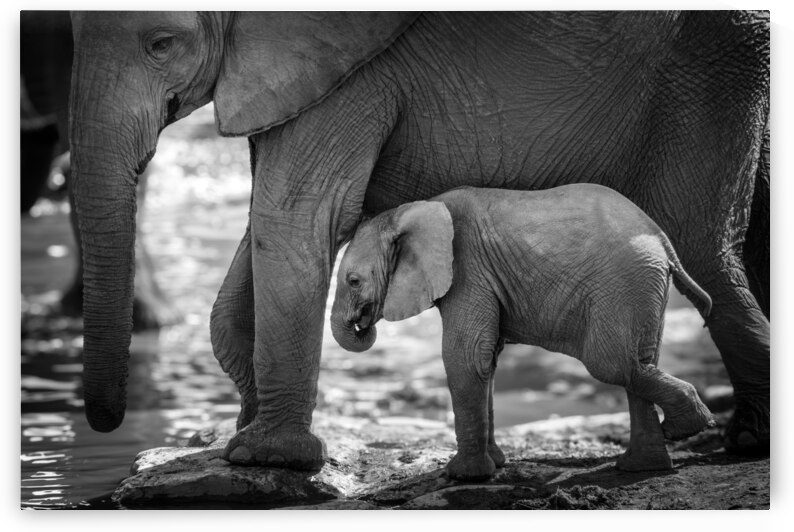 Elephant baby calf and mother black and white by DELPHIMAGES