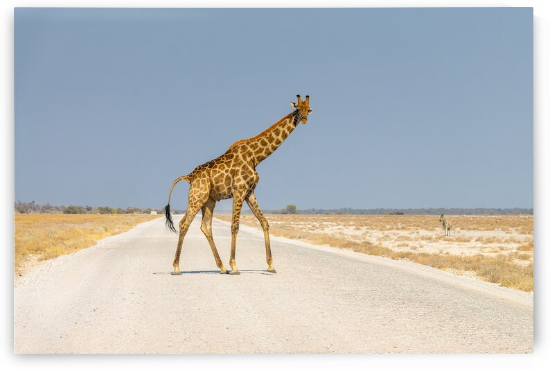 Giraffe crossing the road Etosha National Park Namibia by DELPHIMAGES