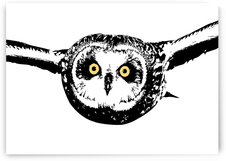 Short eared Owl as Silhouette by Joe Riederer