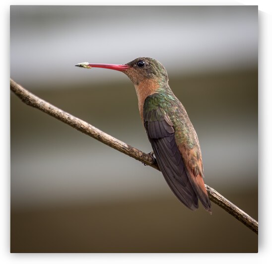 Cinnamon hummingbird by Eden Remme Watt