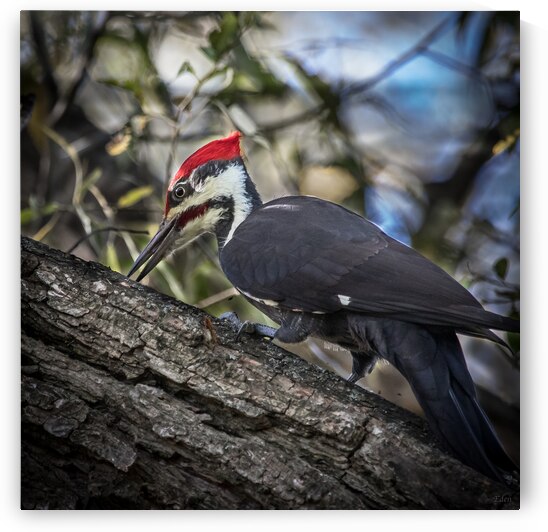 32 Pileated Woodpecker Pecking by Eden Remme Watt