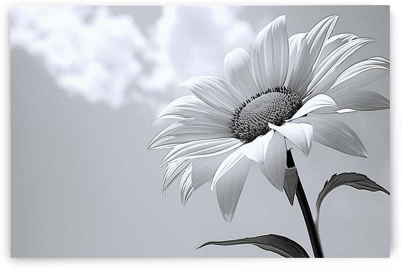 Helianthus Debilis - Botanical Sunflower Study Art Prints by Savage Art Prints