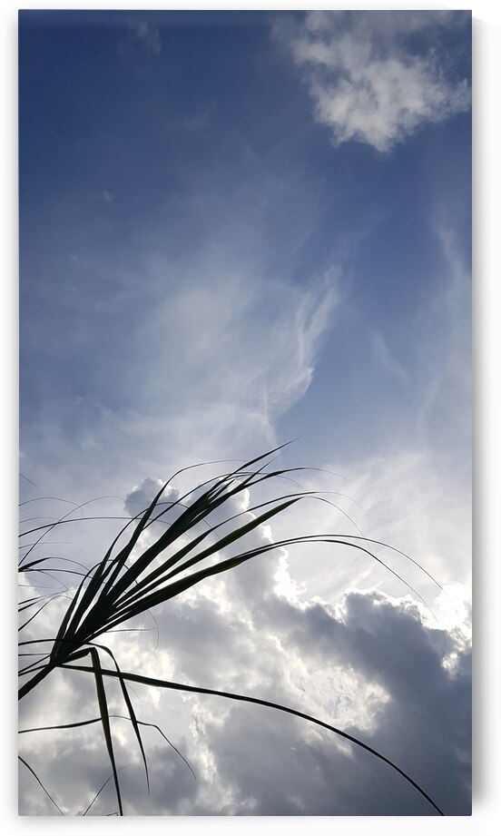 head in the clouds by Carinou Art